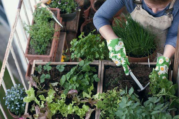 Priročni nasveti za urbano vrtnarjenje