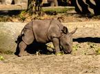 mladič nosoroga